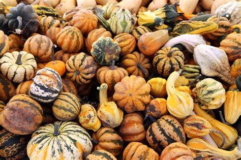 Toys have been around for thousands of years, with the earliest known stone doll believed to be 4,000 years old. Ferrari Farms Pumpkin Patch | Pumpkin, Pumpkin patch, Farm