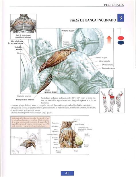 Anatomical diagram showing the architecture of a pulmonary lobe (alveolar sac, alveolus, bronchiole, smooth muscle.) Pin by Jayson Patterson on Anatomy | Basic gym workout ...