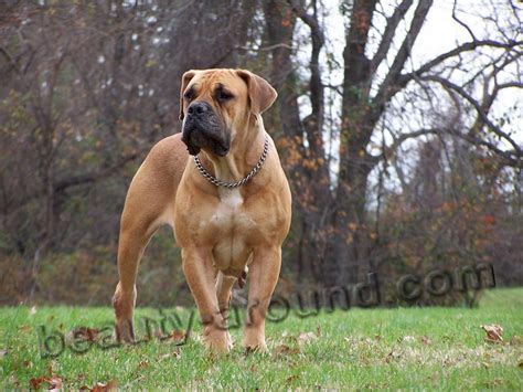 English bulldog and british bulldog are two names for the same breed of dog, which is properly called a bulldog, so there is no difference. Bulldogs and Mastiff (breeds and photos)