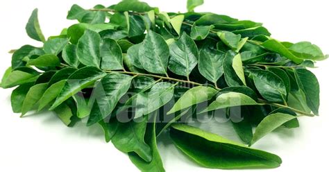 Daun kari yang memiliki nama lain kadi patta ini, ternyata sangat banyak ditanam di negara india.selain dijadikan sebagai bahan manfaat daun kari yang pertama yaitu bisa membantu mencegah penyakit diabetes. Jumpa Daun Kari Dalam Makanan, Jangan Pula Dibuang, Nanti ...