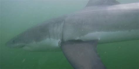 — anxiety is hanging over the cape cod beaches this summer. Greg Skomal: Tracking Cape Cod White Sharks | Bostonia ...