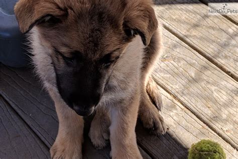 We are located in loudoun county virginia, just 20 minutes from frederick, maryland, 30 minutes from gettysburg, pa and 1 hour from washington dc. Scrapper: Shiloh Shepherd puppy for sale near Nashville ...