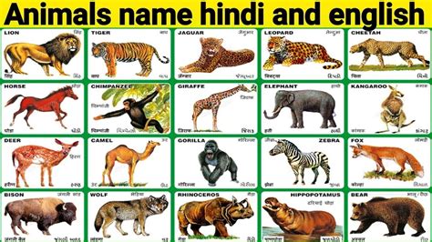 इस पोस्ट में 50+ animal के name दिए गए है. Animal Names | Wild Animals | Hindi Varanamala |Hindi ...