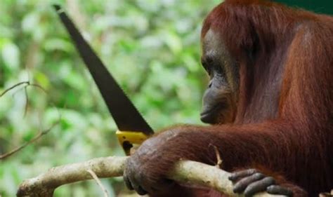 Orangutan trusts their caretaker completely (via). Spy In The Wild - Orangutan performs DIY in amazing BBC ...