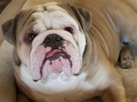 English bulldog puppies ready for their forever homes. Blue fawn English Bulldog | Perruno