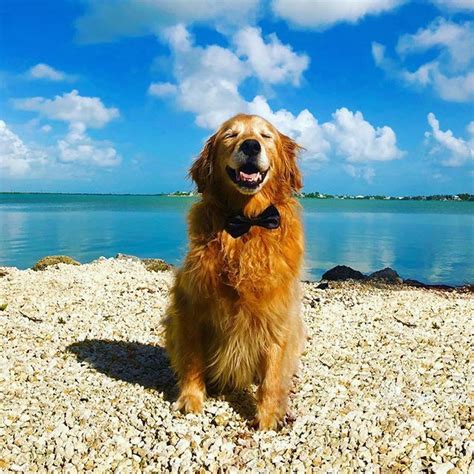 Maybe you would like to learn more about one of these? The Golden Ratio on Twitter | Golden retriever puppy ...