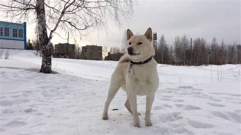 Maybe you would like to learn more about one of these? White shiba inu - YouTube