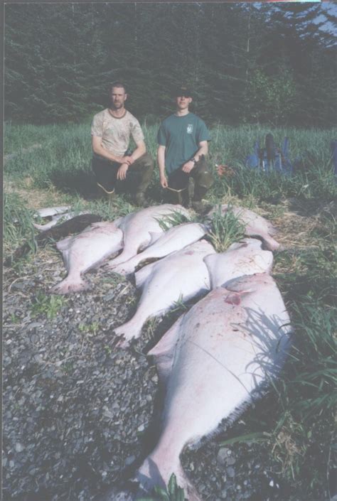 As an apex predator, the salmon shark feeds on salmon, squid, sablefish, and herring. Fishing