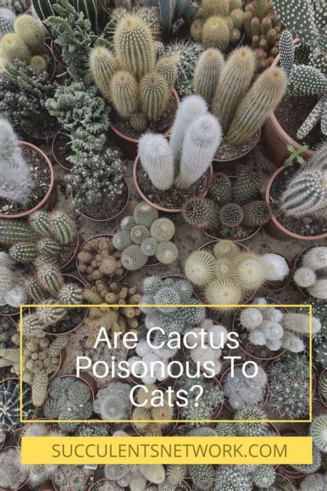 Fertilisers can leech through the soil when the plant is watered; Are Cactus Poisonous To Cats? | Cactus, Succulents, Cats