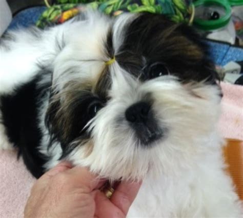 Look at pictures of shih tzu puppies in wisconsin who need a home. Shih Tzu puppy dog for sale in Green Lake, Wisconsin
