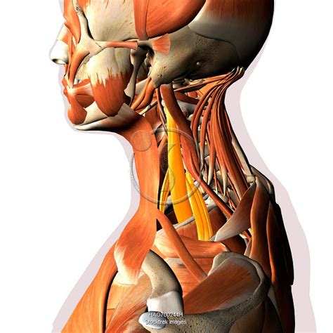 Start studying anatomy muscle system labeling. Scalene neck muscles highlighted within muscular system ...