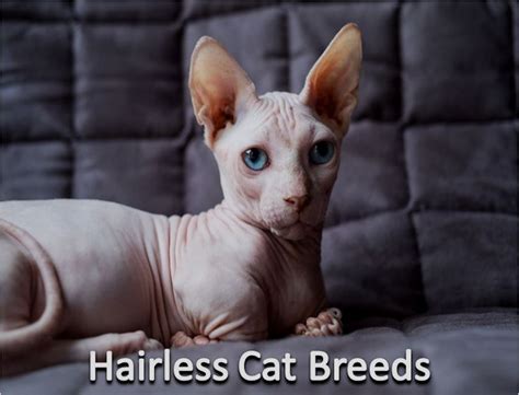 Those with cat allergies may react worse to direct contact with sphynx cats than other breeds; Pin on sphynx cat