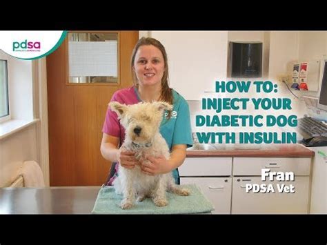 Always use a new syringe and needle every time you give your dog an insulin injection. B12 Injections For Dogs. - pardopnaptopsiagoticadanoite