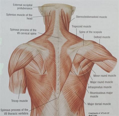 Muscles of the shoulder are a group of muscles surrounding the shoulder joint, which move and provide support to the said joint. Pin on Health