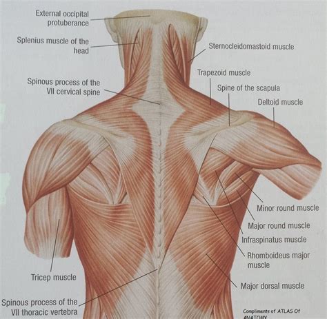 Lshs human anatomy unit 5 review muscles. Pin on Health