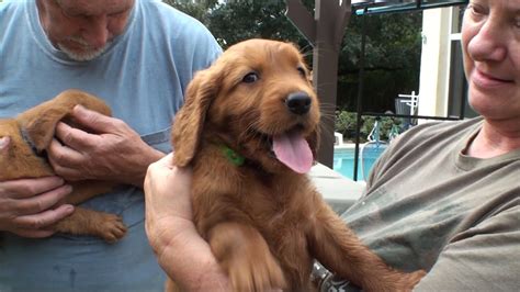 Golden irish puppies — before you buy. Murphy you are a wild one now golden Irish puppies - YouTube