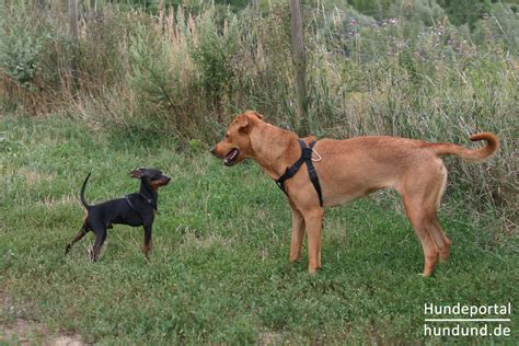 Ze zijn één van de 17 autonome regio's van spanje en zijn tevens een provincie. Balearen Laufhund, Podenco Ibicenco, Ca Eibisenc Foto ...