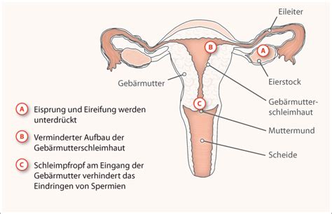 Wie funktioniert die pille danach? 29 Top Images Ab Wann Schützt Die Pille - Wann Wirkt Die ...