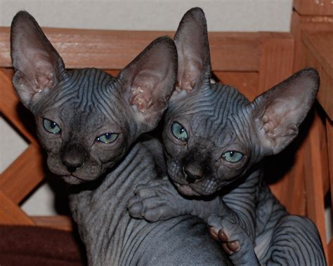My wife desperately wants a cat but my step mother is allergic to them, i suggested that we get a hairless cat but my wife has only ever and only ever will get. Hairless Cat Near Me - Best Cat Wallpaper