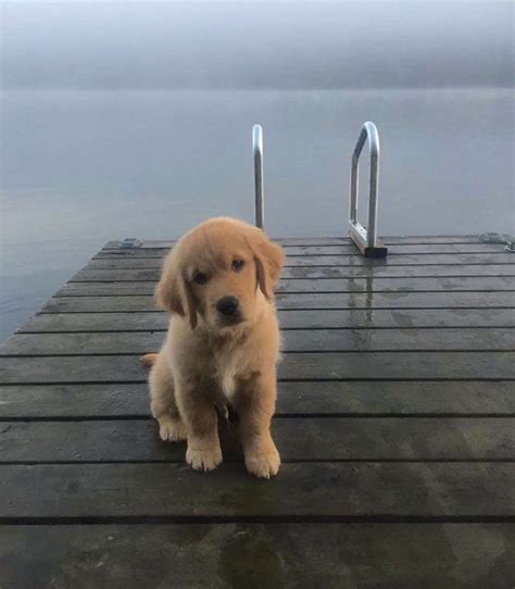 Boarding contract pups are available at a reduced price to local families within 2 hours of us. This is my brother's new Golden Retriever puppy ...