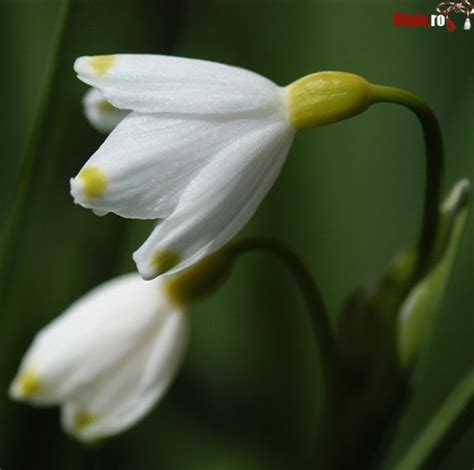 Check spelling or type a new query. Imagini Cu Martisoare Si Ghiocei : 1 Martie Martisor Si ...