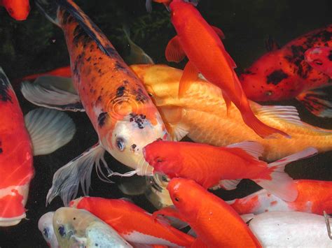 Maybe you would like to learn more about one of these? Koi swimming