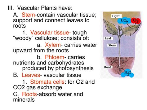 Secondary cell walls form ,when the cell is fully grown e.g. PPT - I. Plants - multicellular eukaryotes with cell walls ...