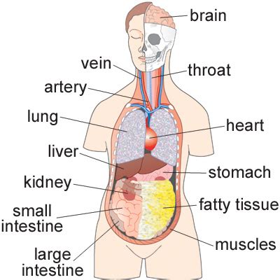 The main bone structure remains the same, but. stomach | meaning of stomach in Longman Dictionary of ...