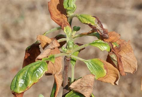 What to do if your apple tree freezes? Manual completo de protección contra heladas en los cultivos