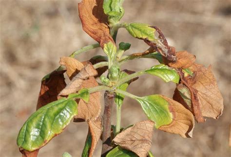 What to do if your apple tree freezes? Manual completo de protección contra heladas en los cultivos