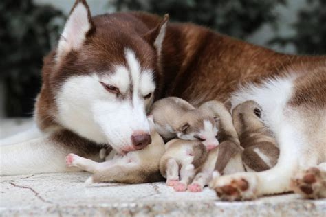 Maybe you would like to learn more about one of these? Why Do Dogs Eat Their Puppies? Parenthood In Dogs