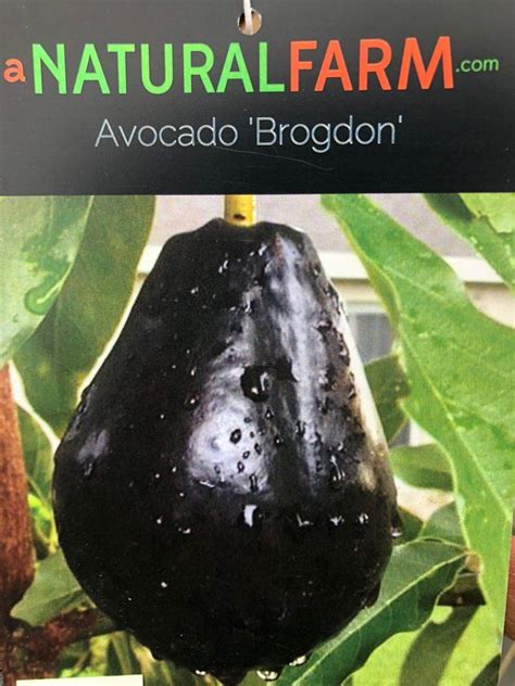 Department of agriculture plant hardiness. Avocado Tree Grafted. Cold Hardy. Several cultivars ...