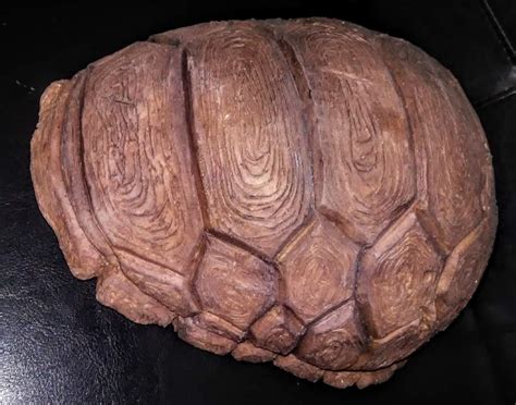 Sdtv sea turtle seastar secret santa crate sentinel sentinel: Turtle shell helmet | Unknown Origin FX