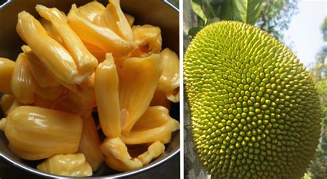 Mulai tanggal 29 juni 2018, edelweis. 5 Amazing Health Benefits ng Langka o Jackfruit na Dapat ...