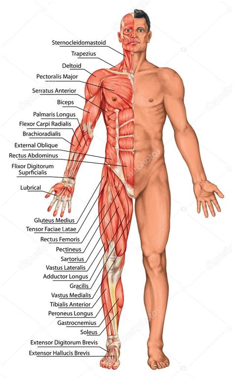 3d rendered medically accurate illustration of the front and back of a mans muscle system muscles of the back anatomy sport injury play goft, muscle injury concept. Anatomische board, mannelijke anatomie, het lichaam van ...