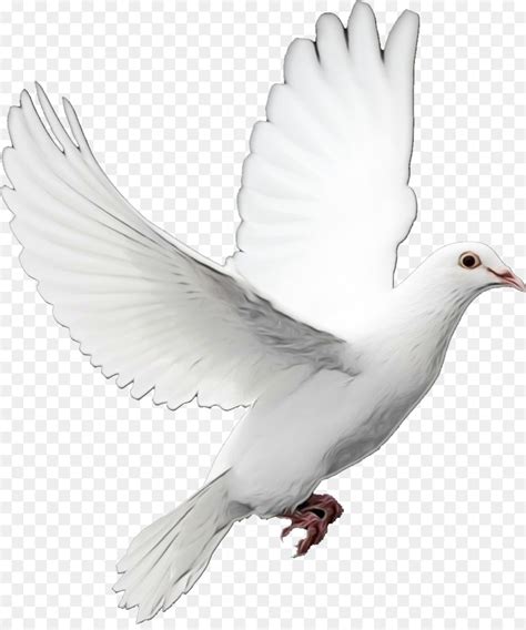 Burung png 7 png image. Terbaru 16+ Gambar Burung Merpati Png - Sugriwa Gambar