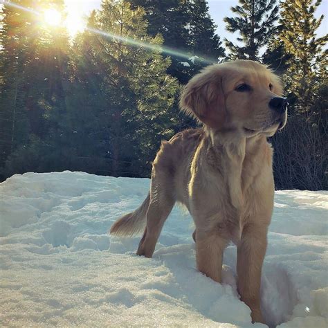 Boarding contract pups are available at a reduced price to local families within 2 hours of us. TAKE ACTION Check out our fresh #goldenretriever T-Shirt ...