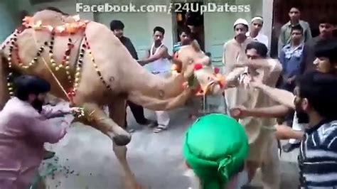 All about the celebration and greetings of eid al adha, eid ul azha, cow qurbani, bakraeid, camel, animal slaughter on eid and many more things about biggest muslim festival. Beautiful-Camel-Qurbani---Eid-ul-Adha-Qurbani-2015 - video ...