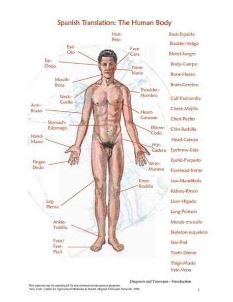 But you should know that it has many possible causes. External Parts Of The Human Body | MedicineBTG.com