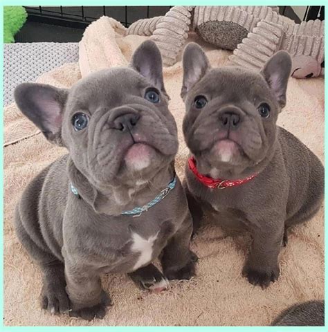 There are many alternatives to the mini frenchie. Teacup Blue French Bulldog Puppies For Sale