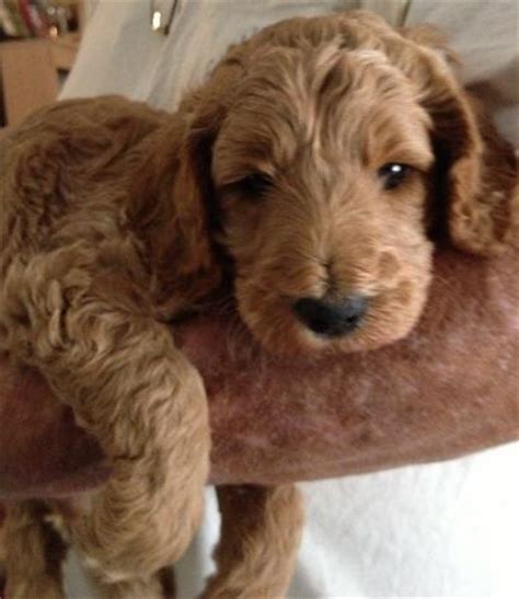 First bred in 1988 by and an australian breeder, the mini labradoodle is a cross between a miniature poodle and a labrador retriever. Labradoodle Puppies For Sale Nc