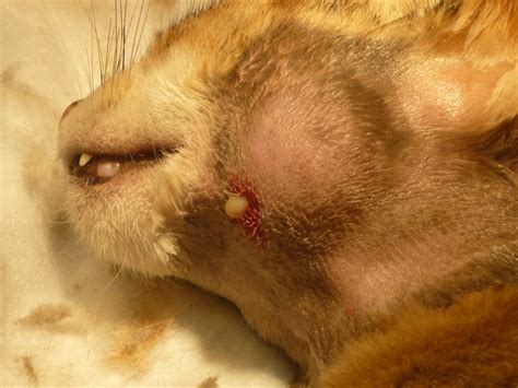 An abscess is a pocket of pus under the skin which occurs when bacteria enter the body via a puncture wound usually from a cat bite. Абсцесс у кота — причины возникновения, лечение гнойных ран