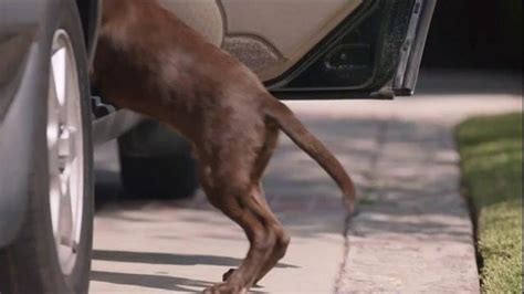 When the boy's a young adult, he encourages his dog duck to jump into the back seat of the car like he used to. Iams TV Commercial, 'A Boy and His Dog Duck' - iSpot.tv