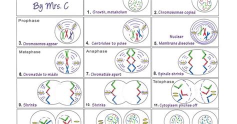 Animal cells are common names for eukaryotic cells that make up animal tissue. Mitosis Flip Book example | Mitosis/Meiosis | Pinterest ...