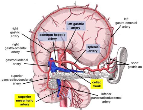 It arises from the front of the abdominal aorta directly under the aortic opening of the diaphragm at the level of the intervertebral disc between t12 and li vertebrae. File:Celiac Trunk and Branches.jpg - Wikimedia Commons