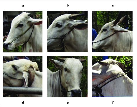Pemeriksaan sapi bunting kedudukan uterus yang bunting belum mencapai dasar. Gambar 3. Keragaman Bentuk Tanduk Sapi Betina PO Kebumen: a) Pendek, b)... | Download Scientific ...