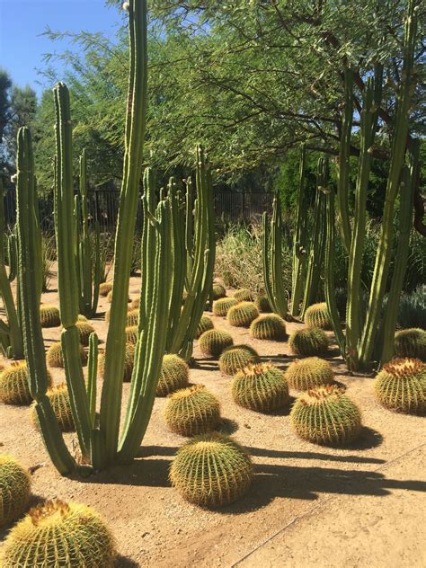 Business company desert mirage landscaping, inc. Cactus garden at Sunnylands Visitors Center, Rancho Mirage ...