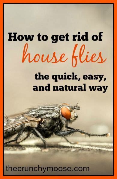 They can be used against crawling, flying insects, mice, rats, cats, dogs, snakes, etc. The Crunchy Moose Articles | Pest control, Get rid of ...