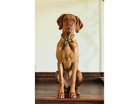 An obvious way to tell which breeders are either puppy mills or backyard. Vizsla Puppies for Sale in Weatherford, Parker County ...