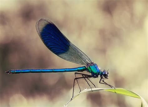 Shallow wetland waters provide ideal habitat to plants, fish, frogs, birds and mammals. 5 amazing wetland animals we'd never heard of before ...